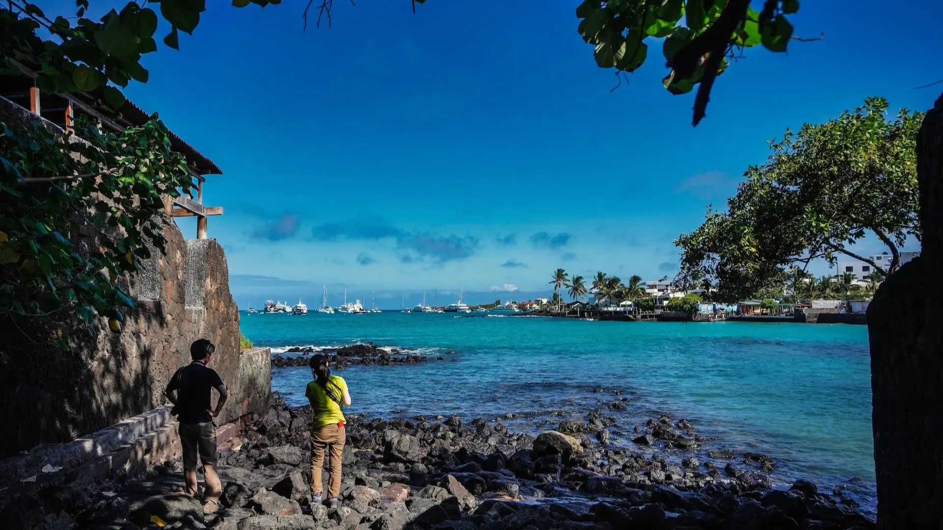 Giant tortoise in the Galapagos Islands, Ecuador