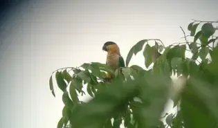 Amazon rainforest canoe tour